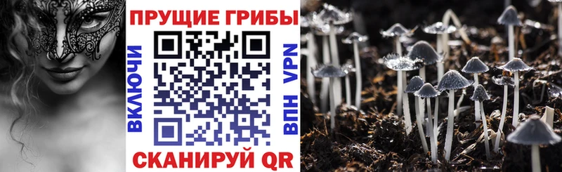 наркотики  Куровское  Псилоцибиновые грибы Psilocybine cubensis 